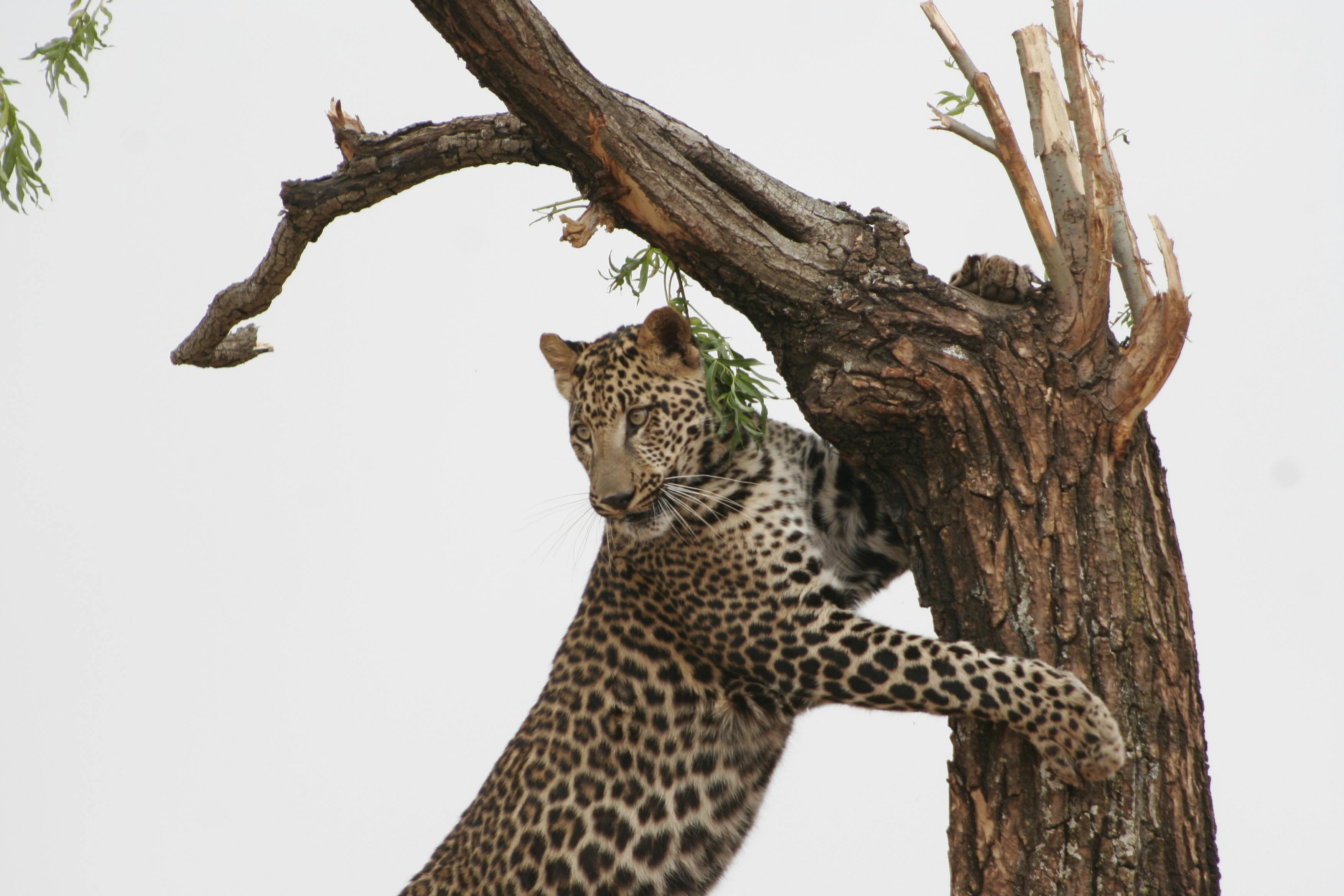 Leopard in tree looking alert