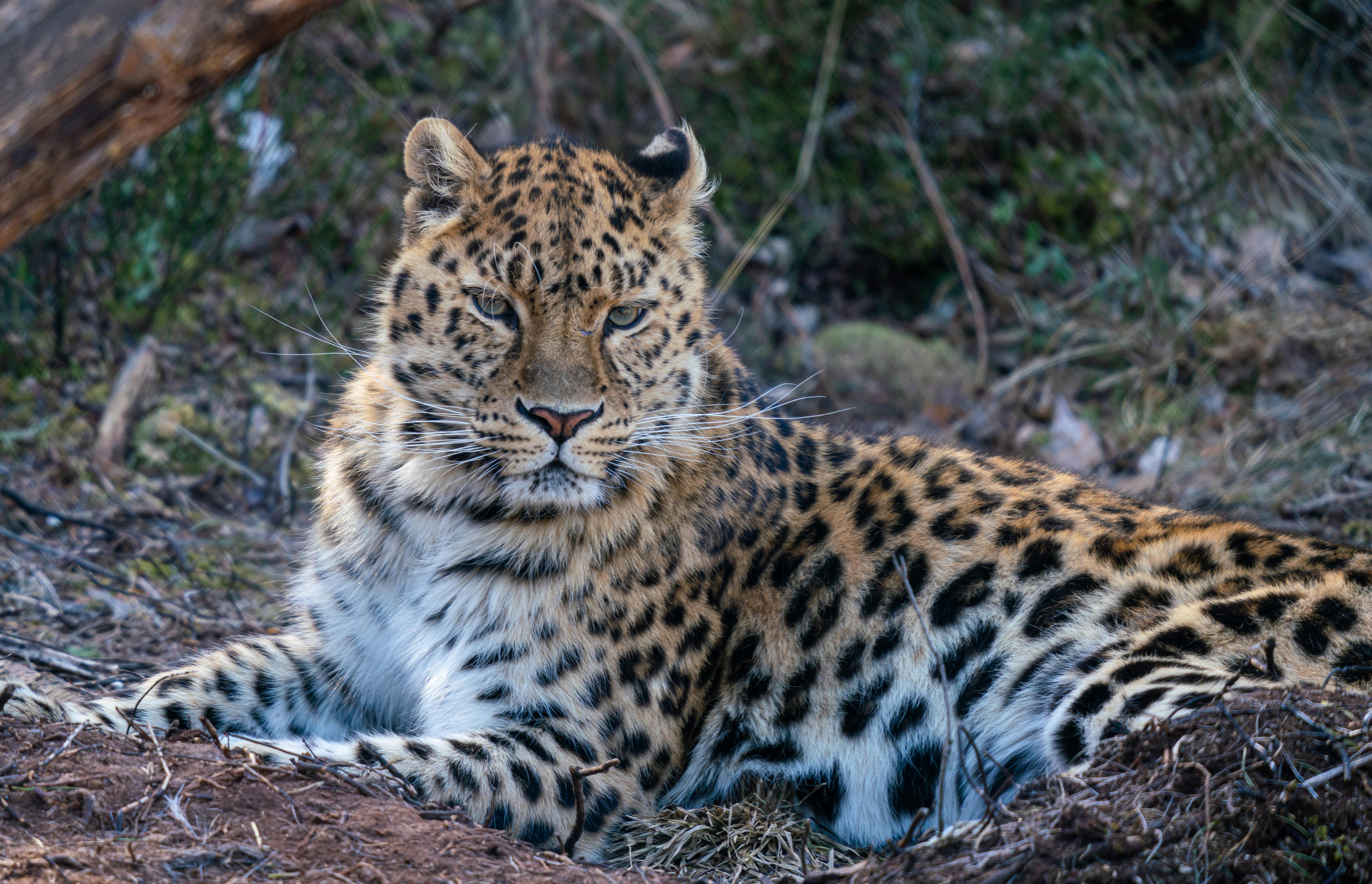 Leopard resting in the wild