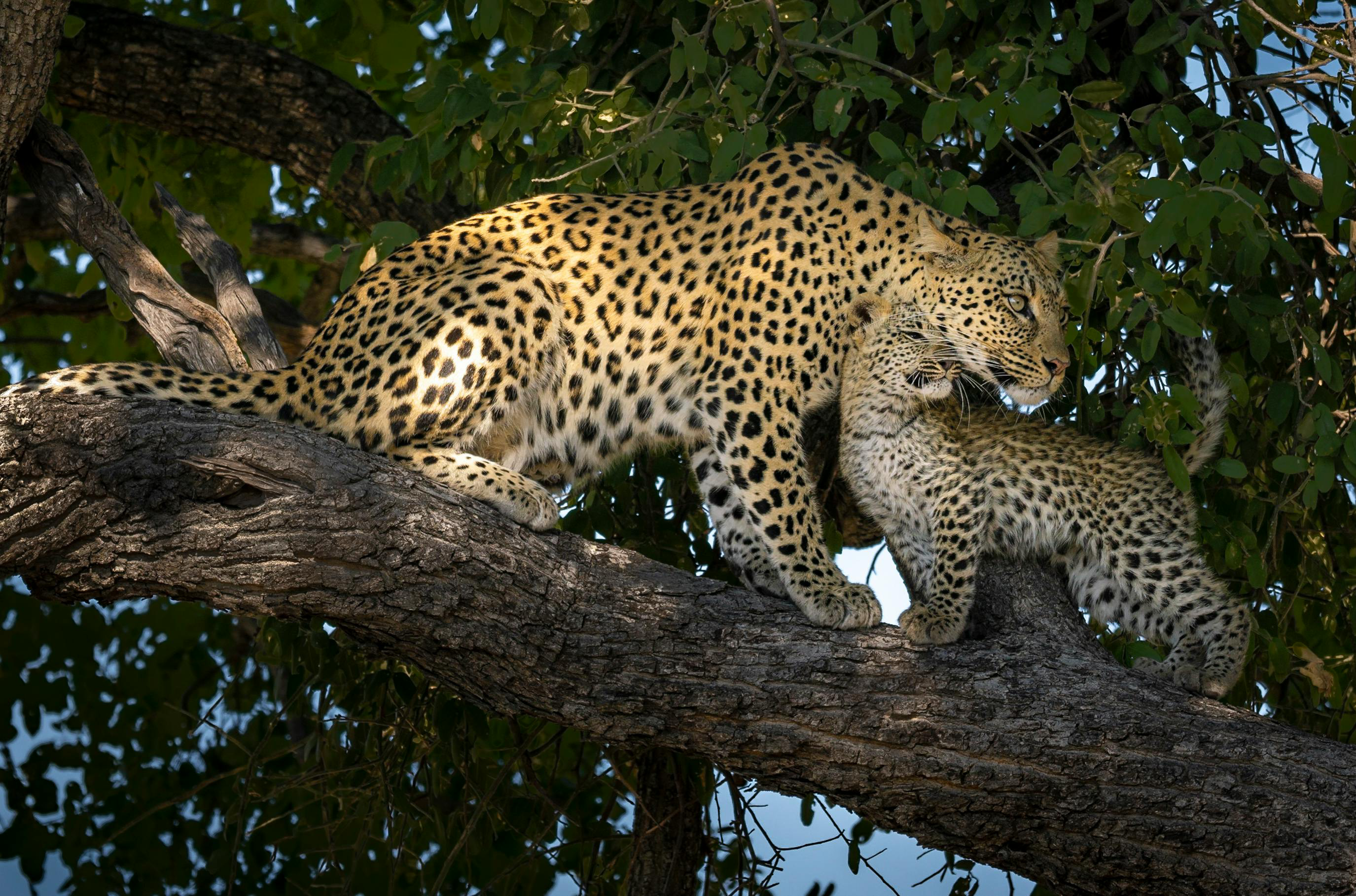 Leopard perched in a tree