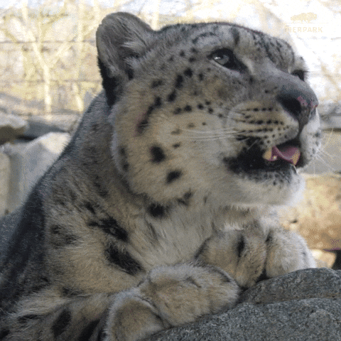 Animated leopard yawning
