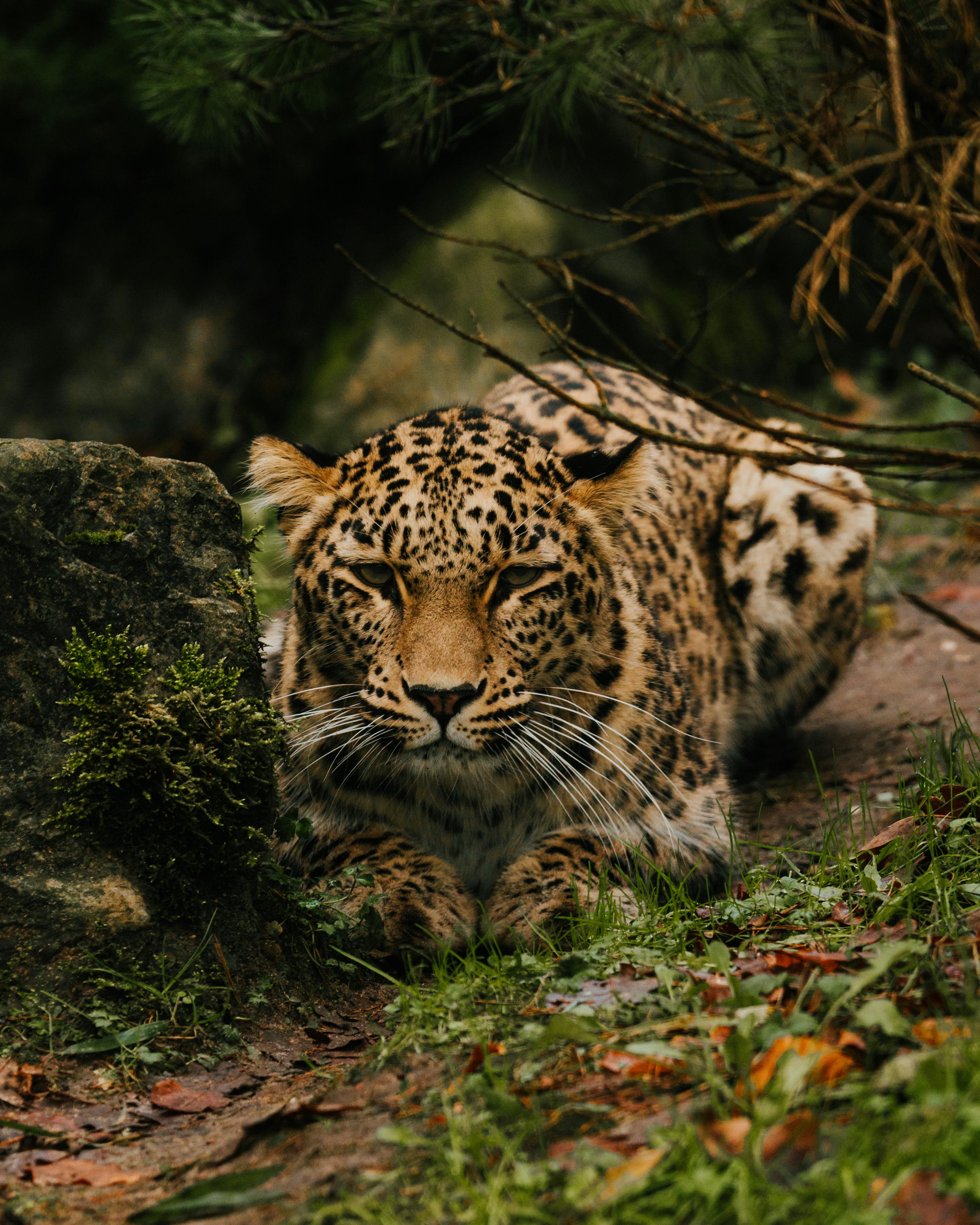 Leopard crouched in tall grass