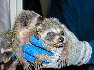 hands holding three baby 				raccoons